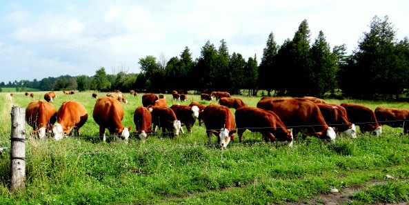 cows on grass greenestDSC01080